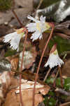 Oconee bells